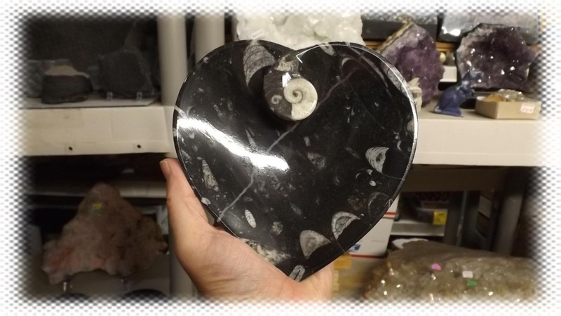 Polished Ammonite and Orthoceras Fossil Heart Plate (6"in) gallery