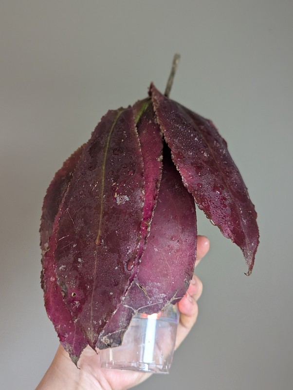 Rare Hoya Undulata Red Sp Borneo US SELLER