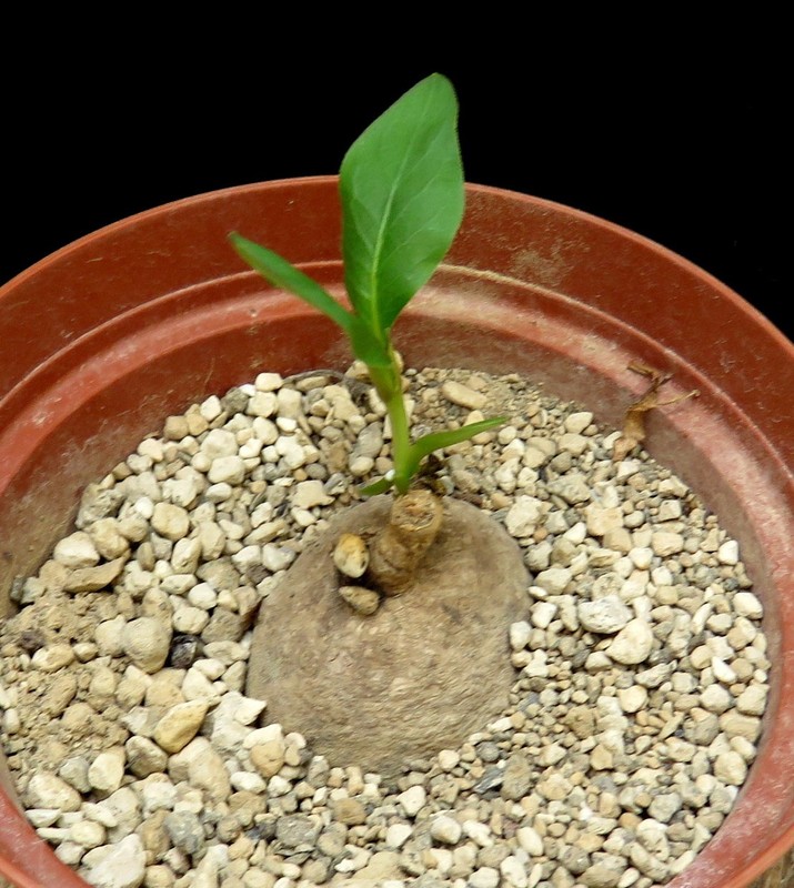 Raphionacme bingeri,Euphorbia ,Caudex,Succulent Plants,Cactus gallery