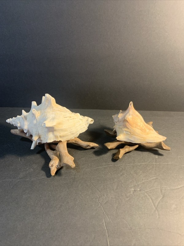 2 Sea Shells with Driftwood Display Bases Beach Decor 7″ and 5″