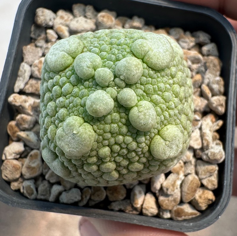 Pseudolithos cubiformis x dodsoniana (BIG DOT)se-ed grown (A1 Copiapoa Euphorbia